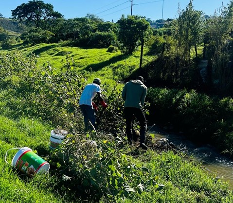 Members of the class grappling with pesky invasive plants on the riverbank